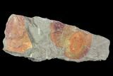 Red, Ordovician Asaphellus Trilobite - Morocco #105869-1